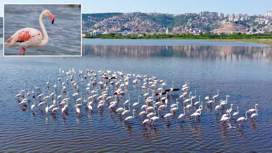 İzmit Körfezi’nin pembe süsleri geldi